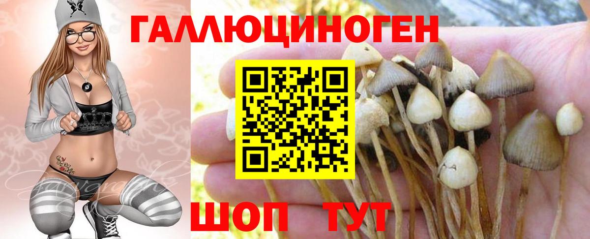 Псилоцибиновые грибы Psilocybine cubensis Дзержинский